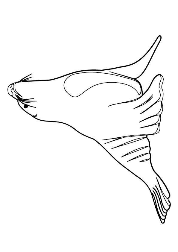 Plansa de colorat cu Foca 4 27